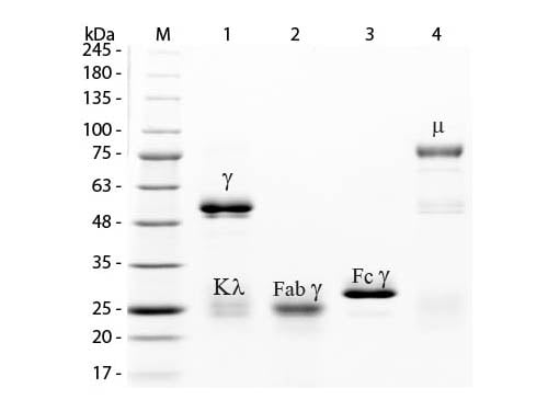 SDS-PAGE of Rabbit IgG