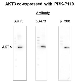 Recombinant AKT3.jpg