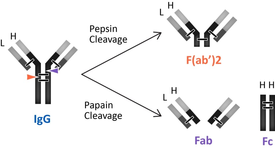 IgG fragments produced by pepsin or papain cleavage