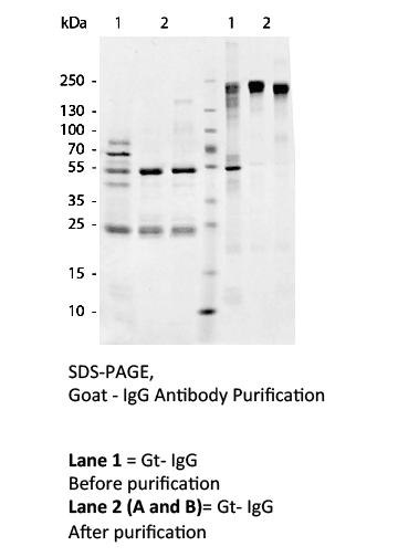 SDS-PAGE of a goat IgG antibody purification