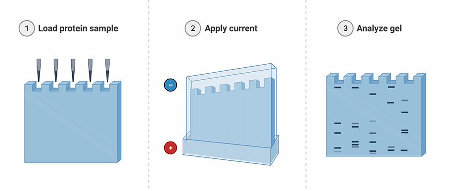 SDS-PAGE Workflow