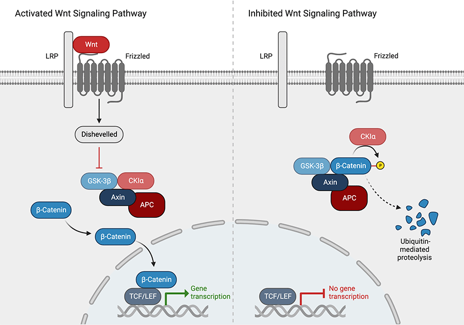 Wnt Signaling Pathway