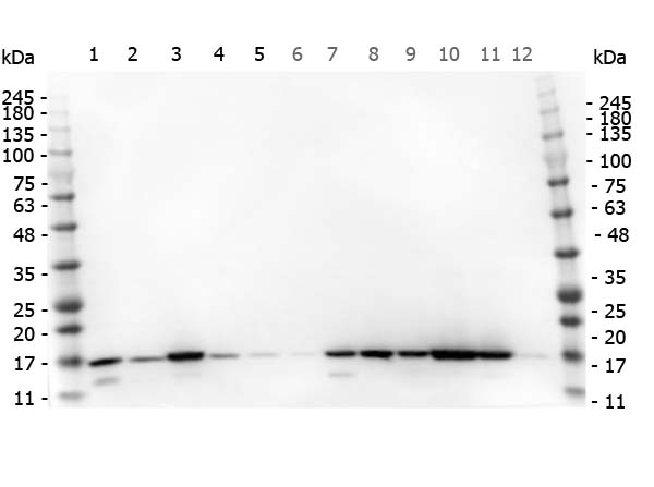 histone h3 histone h3