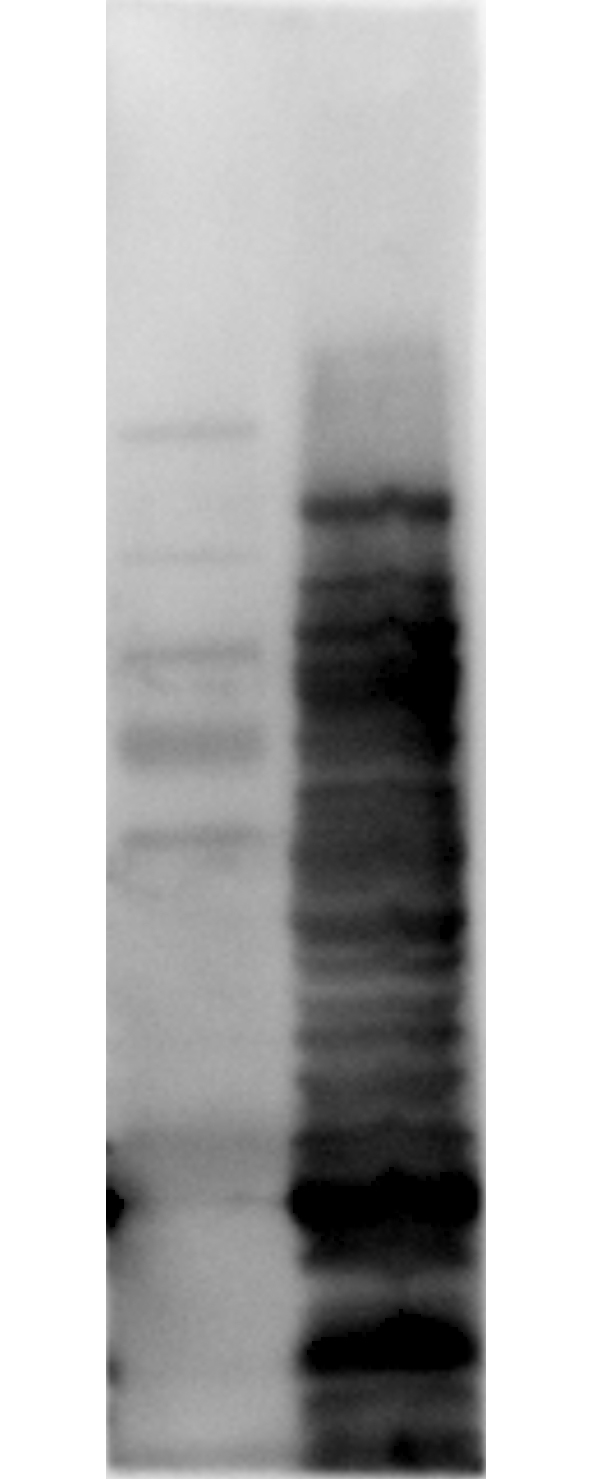 E. coli HCP Chemiluminescent Western Blot Kit (KCAJ07) Rockland