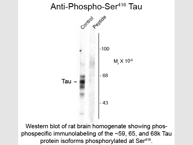 Tau phospho S416 Antibody